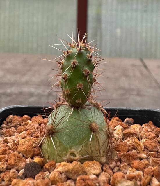 CYLINDROPUNTIA KAKTUSS